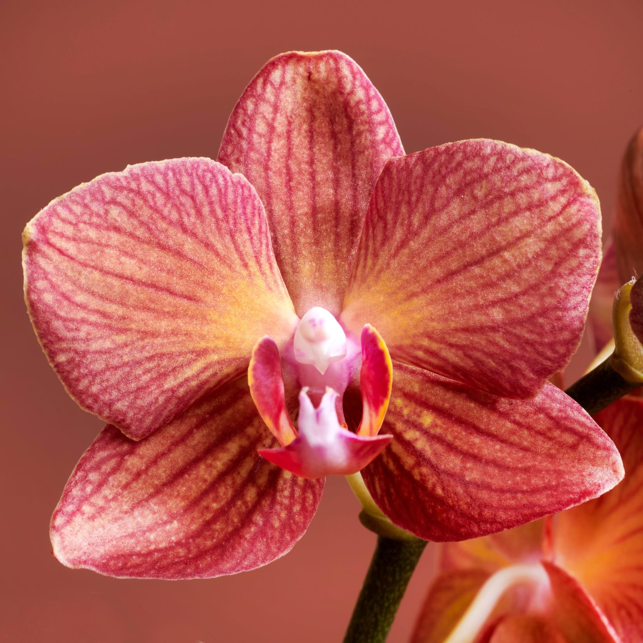 Phalaenopsis Eos