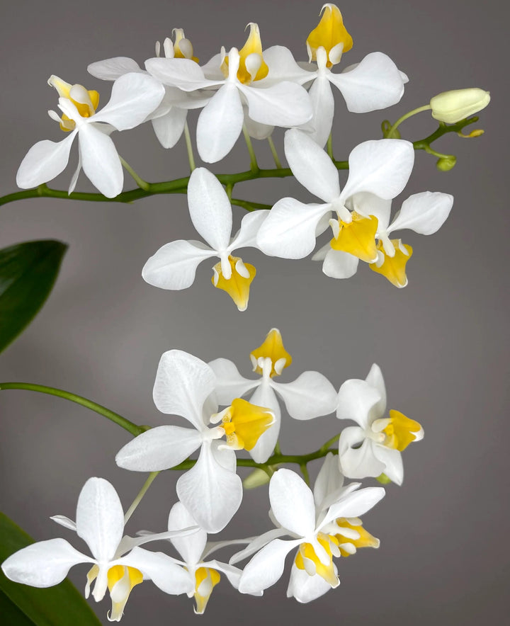 Phalaenopsis intermedia 'Yellow Lip' (natural hybrid)