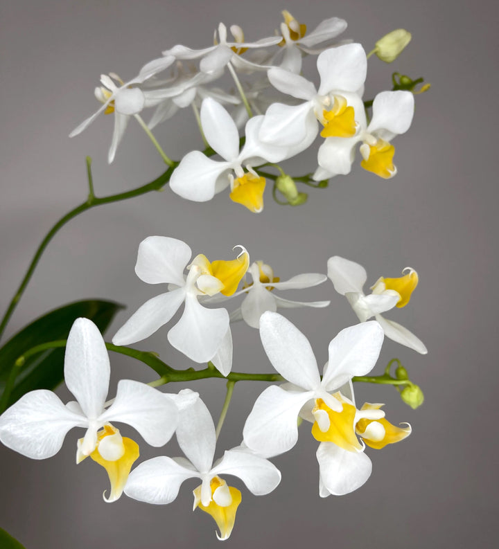 Phalaenopsis intermedia 'Yellow Lip' (natural hybrid)