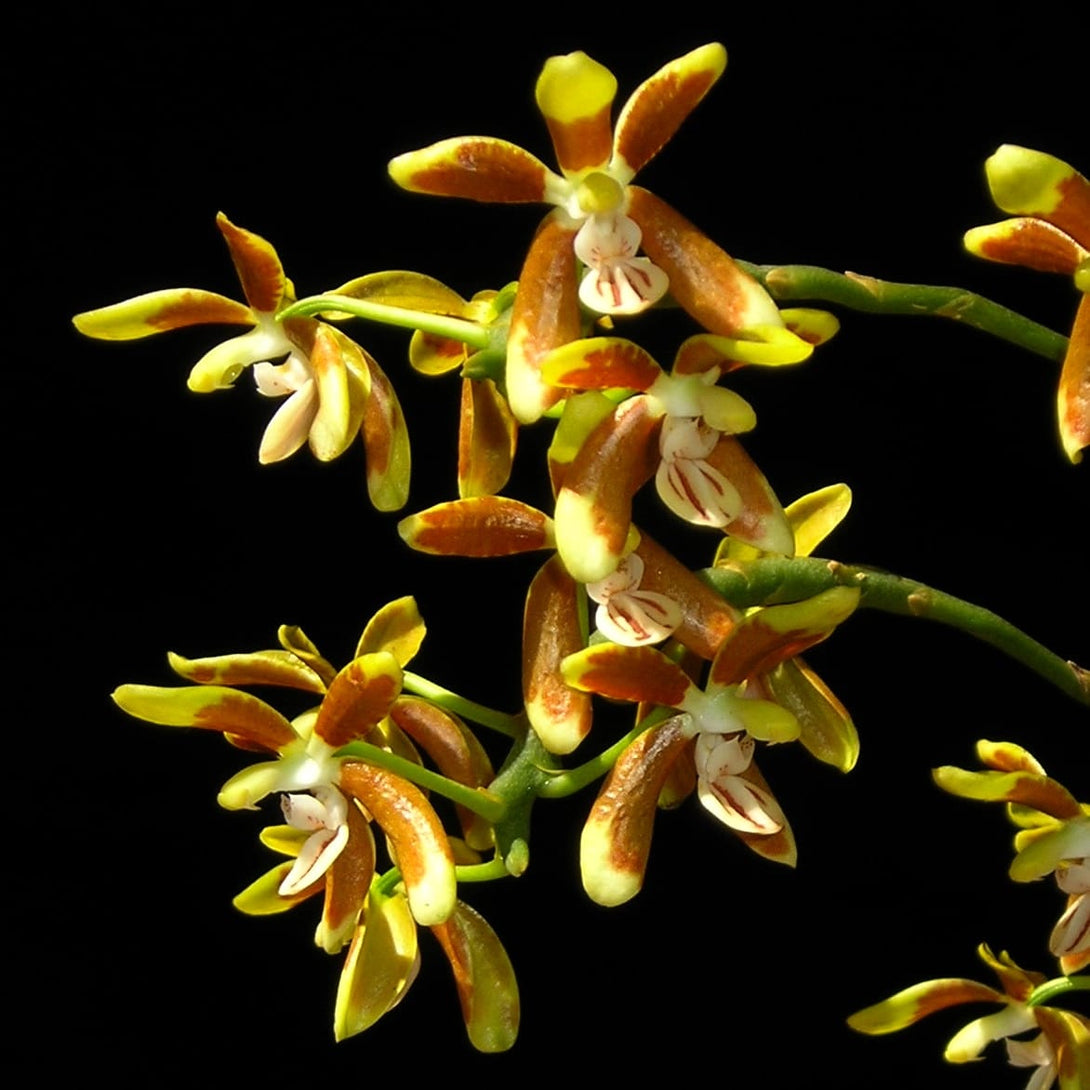 Phalaenopsis kunstleri