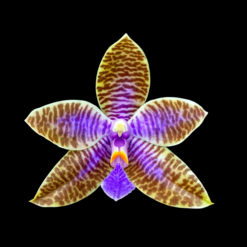 Phalaenopsis lueddemanniana var. coerulea