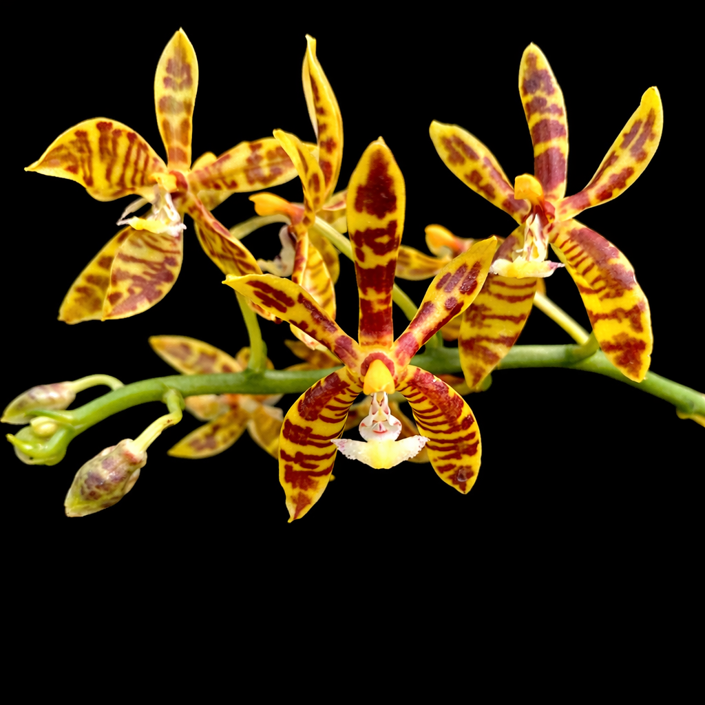 Phalaenopsis mannii