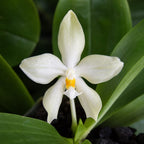 Phalaenopsis micholitzii