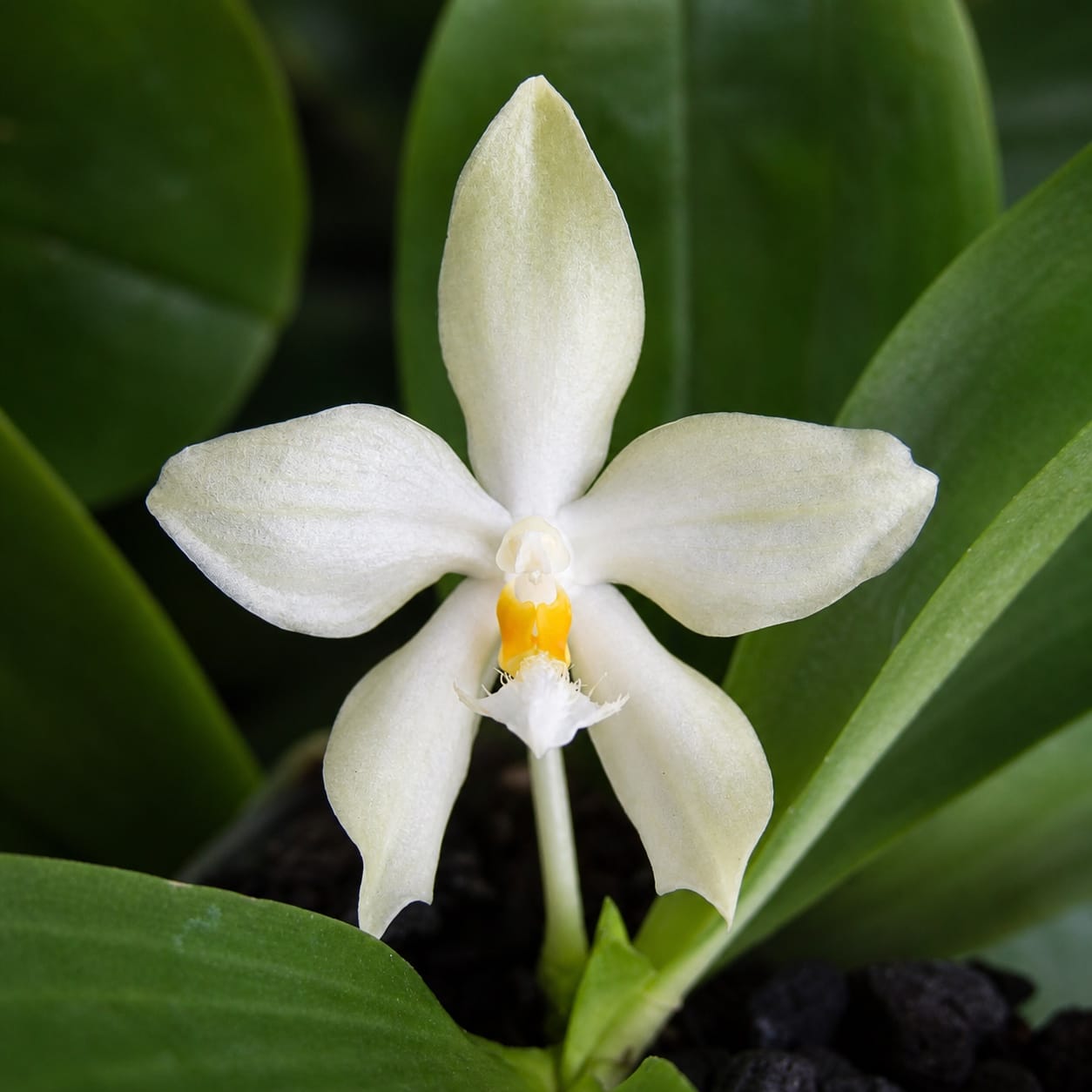 Phalaenopsis micholitzii