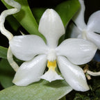 Phalaenopsis micholitzii