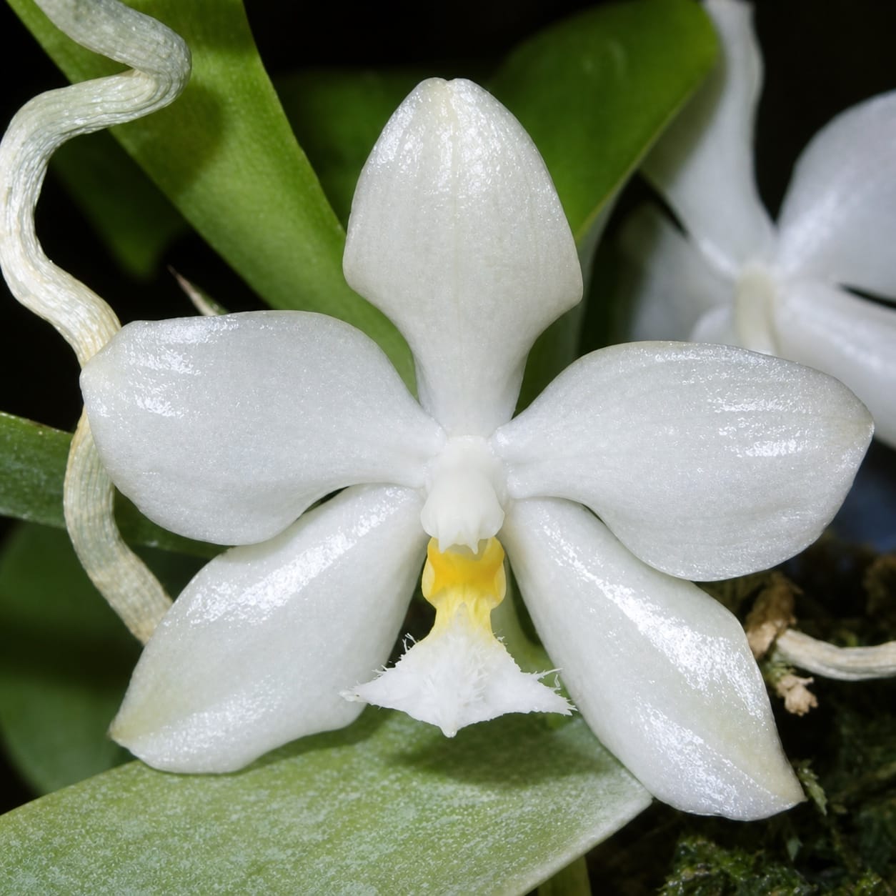 Phalaenopsis micholitzii