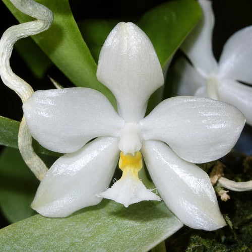 Phalaenopsis micholitzii