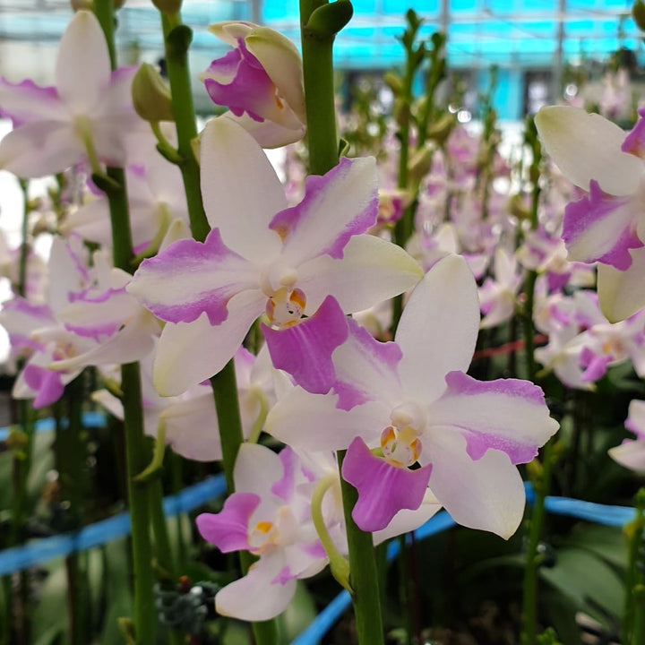 Phalaenopsis pulcherrima 'Red'