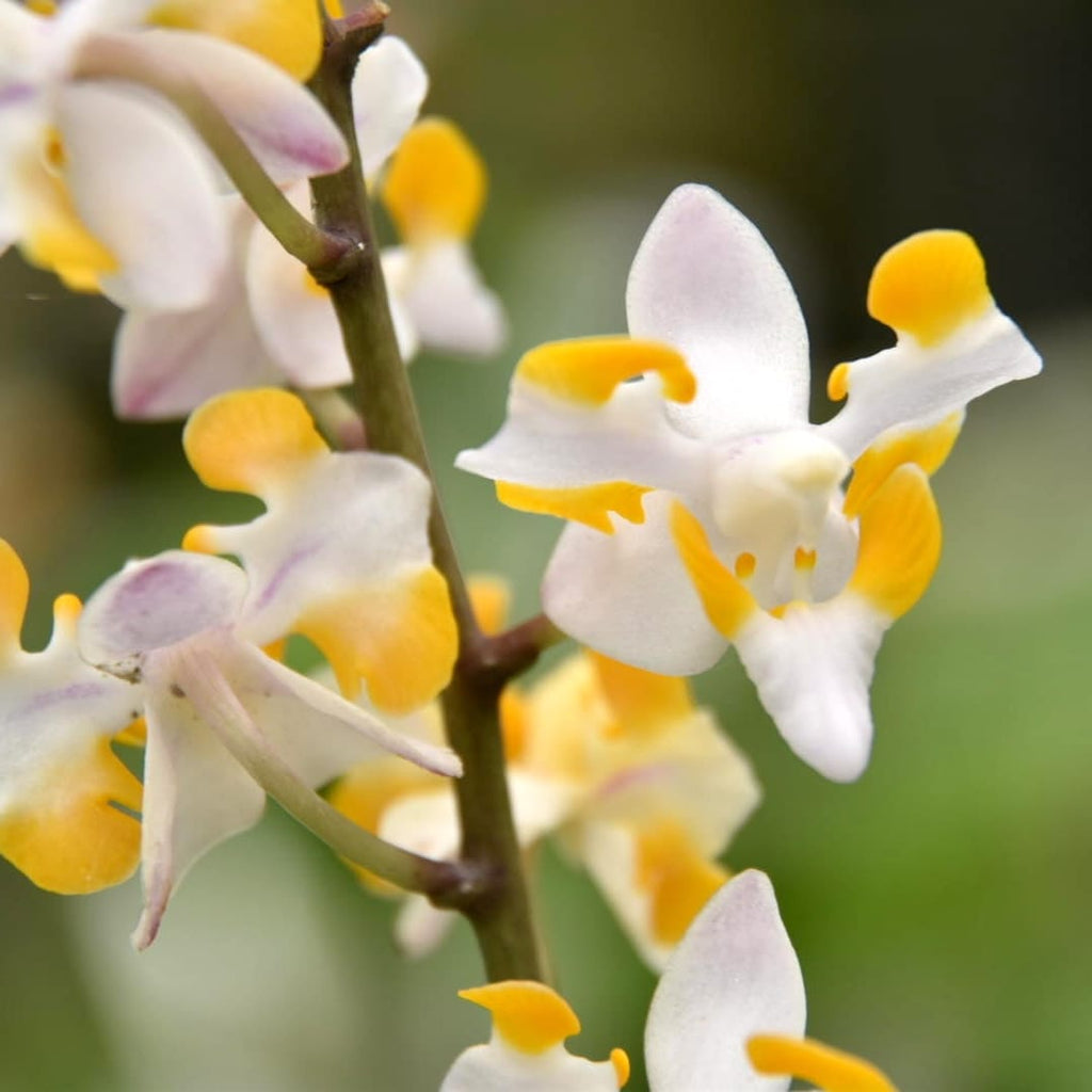 Phalaenopsis pulcherrima var. champorensis alba