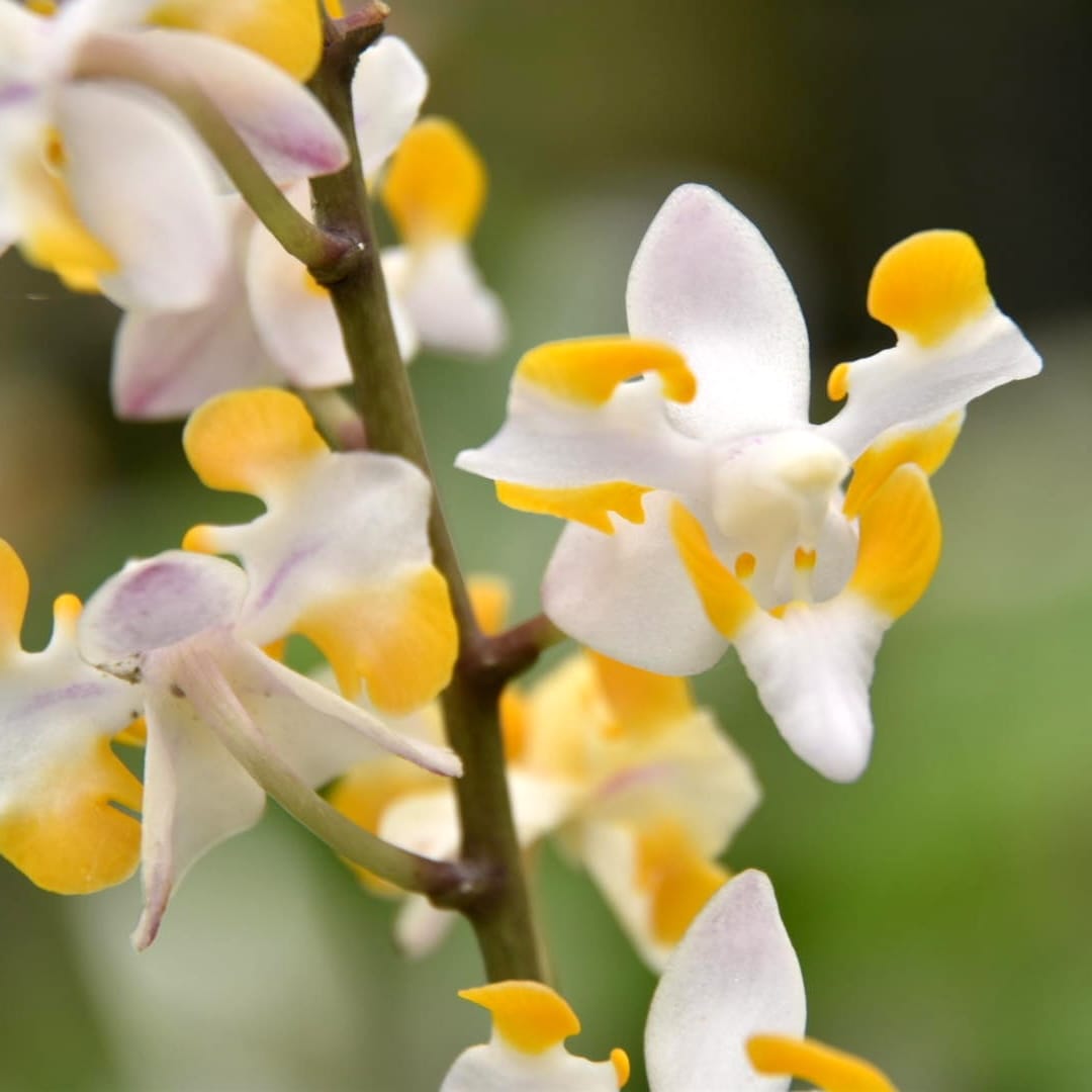 Phalaenopsis pulcherrima var. champorensis alba