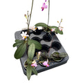 Phalaenopsis pulcherrima mix