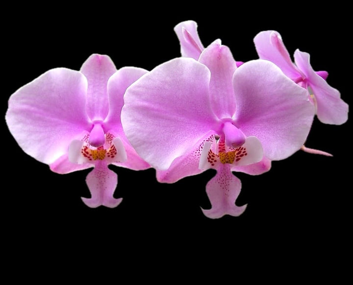 Phalaenopsis schilleriana 'Pink Butterfly' AM/AOS