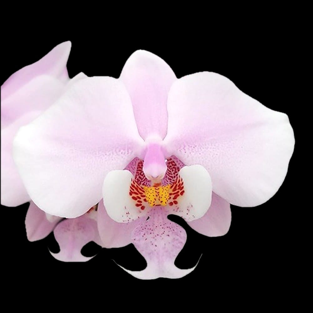 Phalaenopsis schilleriana 'MSH'