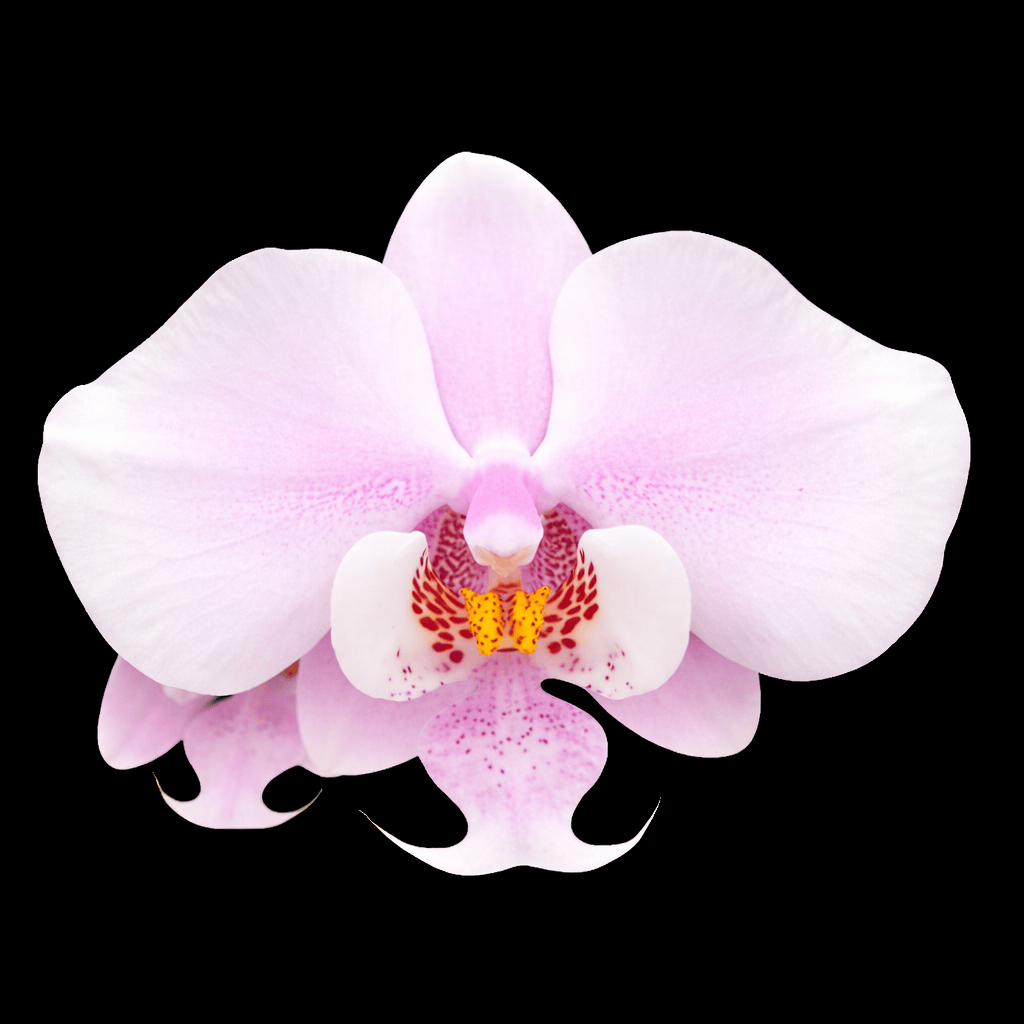 Phalaenopsis schilleriana 'MSH