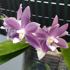 Phalaenopsis speciosa 'Purple Dream'