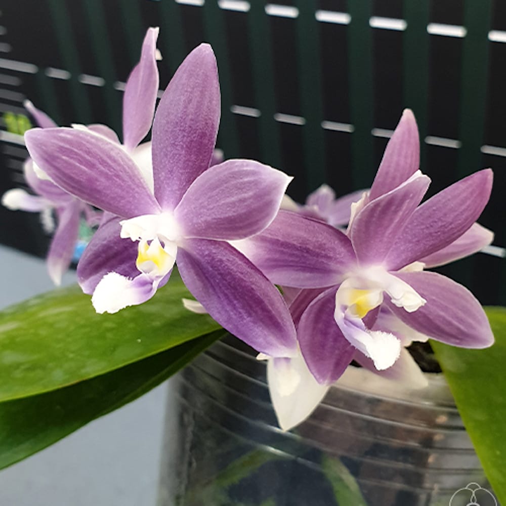 Phalaenopsis speciosa 'Sogno Viola'