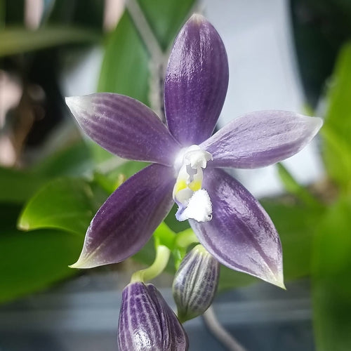 Phalaenopsis speciosa 'Purple Mountain' - fragrant