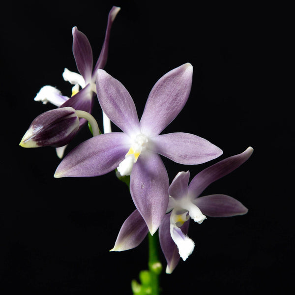Phalaenopsis speciosa 'Purple Dream'