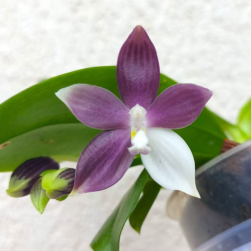Phalaenopsis speciosa 'Purple Mountain' - fragrant