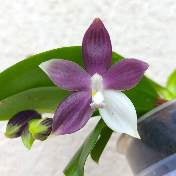 Phalaenopsis speciosa 'Purple Mountain'