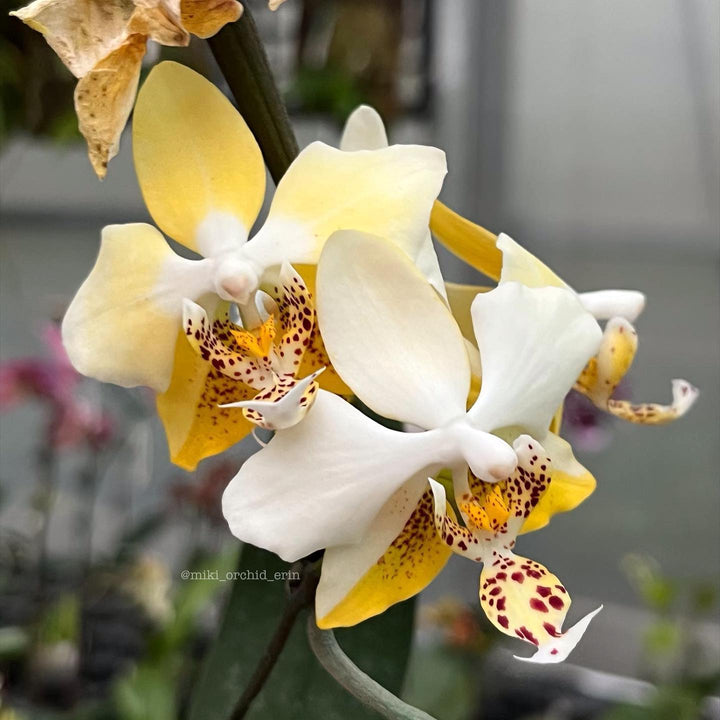 Phalaenopsis stuartiana var. nobilis '915'