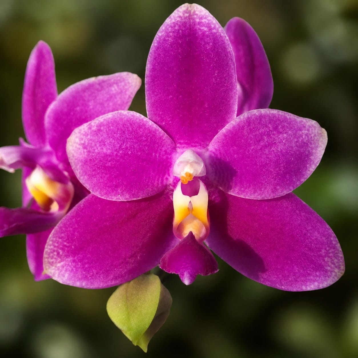 Phalaenopsis violacea var. indigo red 'MIKI'