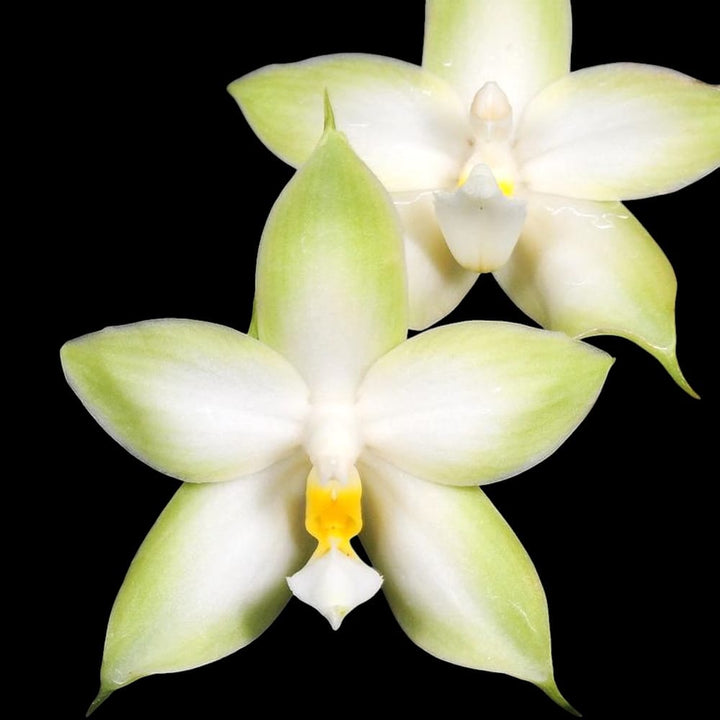 Phalaenopsis violacea var. alba