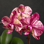 Phalaenopsis Ark's Happy Magician '3674'
