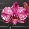 Phalaenopsis Ark's Happy Magician '3674'