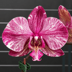 Phalaenopsis Ark's Happy Magician '3674'