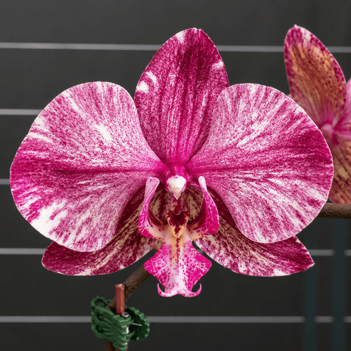 Phalaenopsis Ark's Happy Magician '3674'