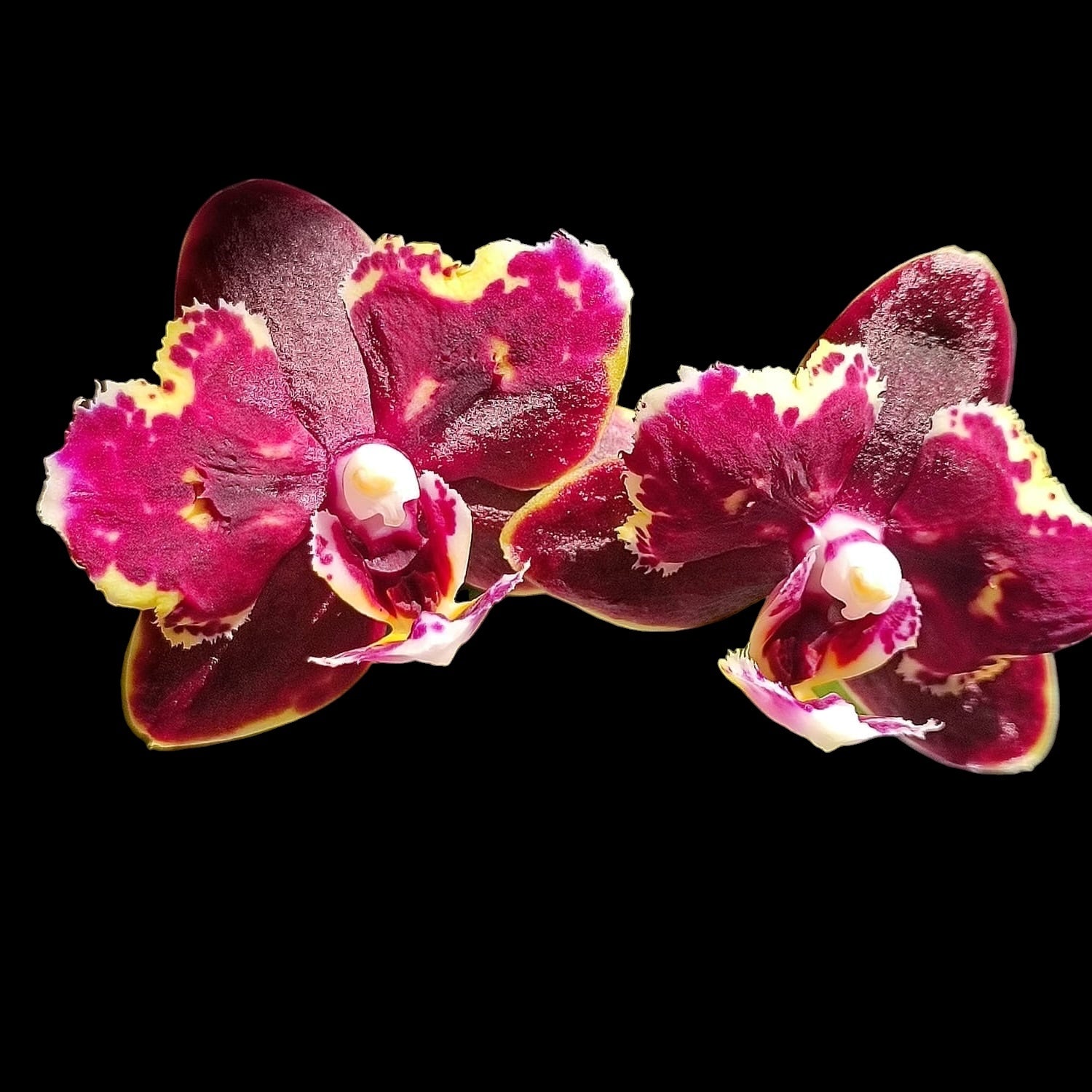 Phalaenopsis Brother Sara Gold × Sun Raise Red Proletariat