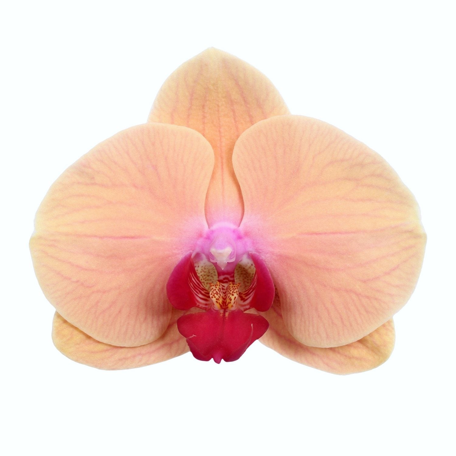 Phalaenopsis Caribbean Dream (fiori XL)