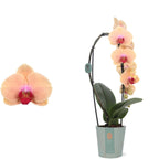 Phalaenopsis Caribbean Dream (flori XL)