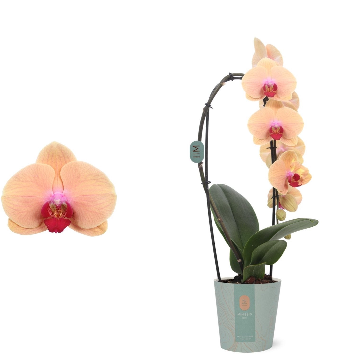 Phalaenopsis Caribbean Dream (fiori XL)