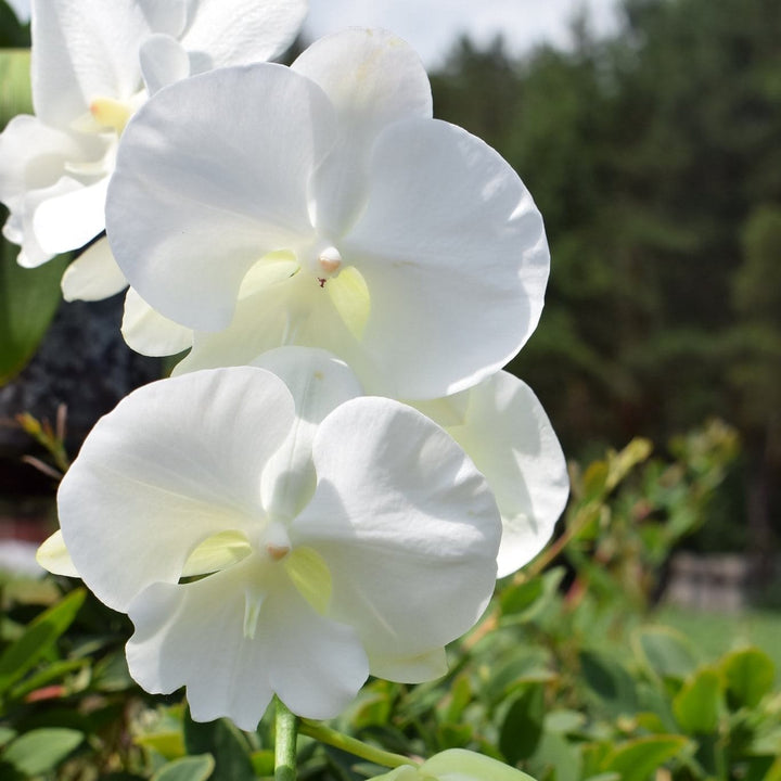 Phalaenopsis Charming Crystal Water '1287'