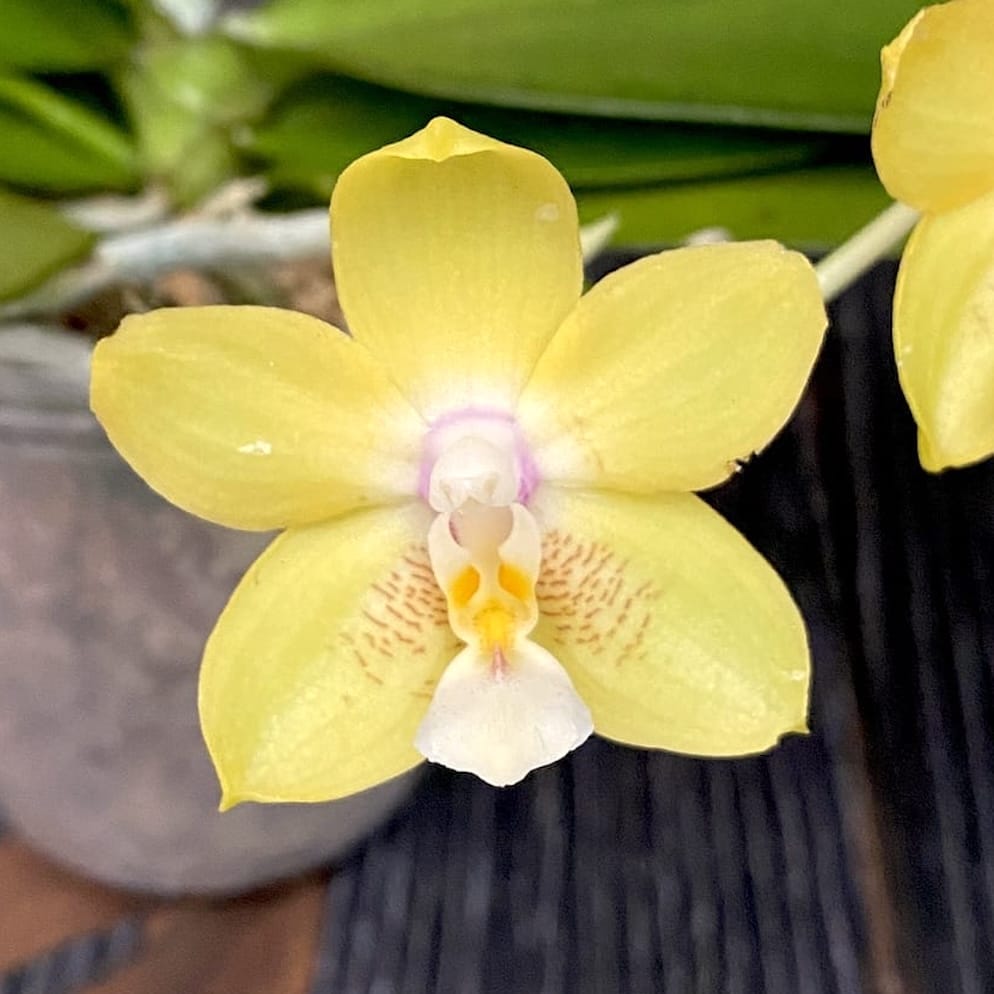 Phalaenopsis Chiada Sherry 