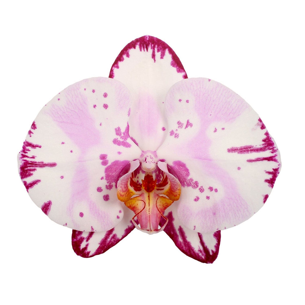 Phalaenopsis Emiliya (flori XL)