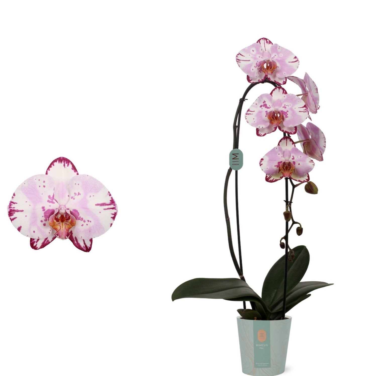 Phalaenopsis Emiliya (flori XL)