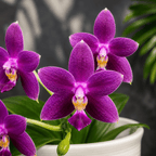 Phalaenopsis Equalacea 'Smurf'