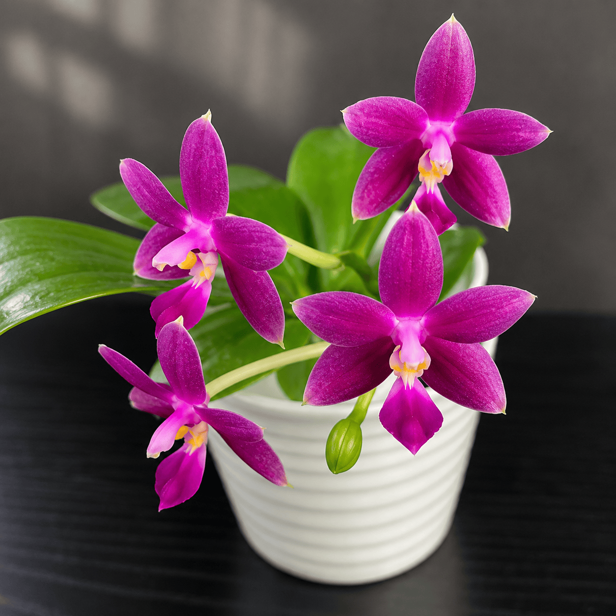 Phalaenopsis Equalacea 'Smurf'