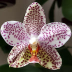 Phalaenopsis Gretchen (gigantea x stuartiana)