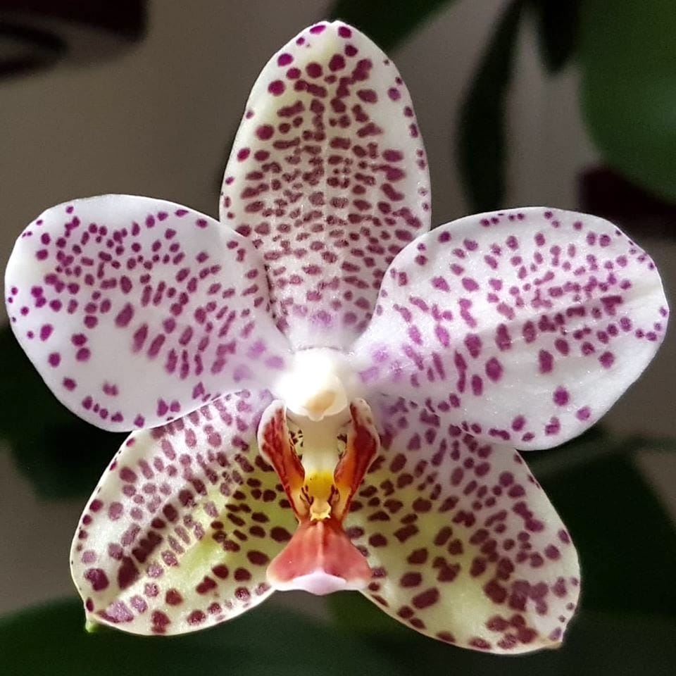 Phalaenopsis Gretchen (gigantea x stuartiana)