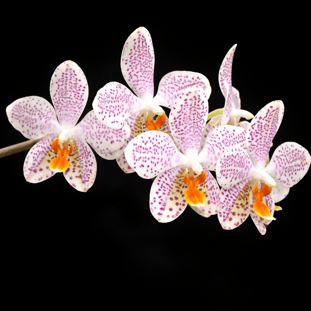 Phalaenopsis Gretchen (gigantea x stuartiana)