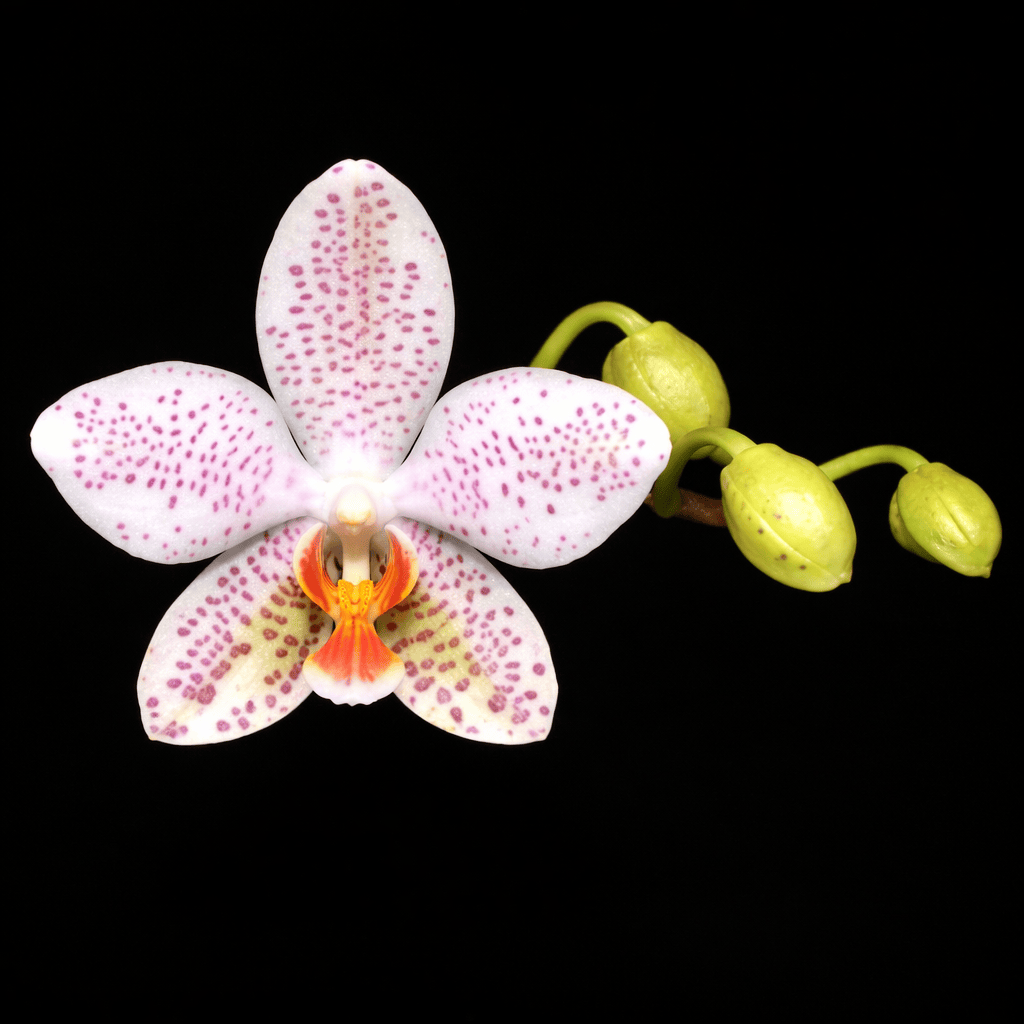 Phalaenopsis Gretchen (gigantea x stuartiana)