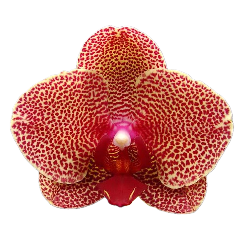 Phalaenopsis I-Hsin Sesame
