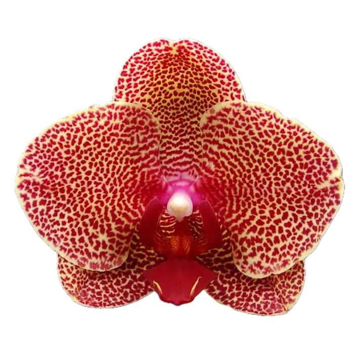 Phalaenopsis I-Hsin Sesame