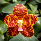 Phalaenopsis Jong's Gigan Cherry 'Prince'