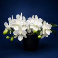 Phalaenopsis King Car Papa Bear - big lip
