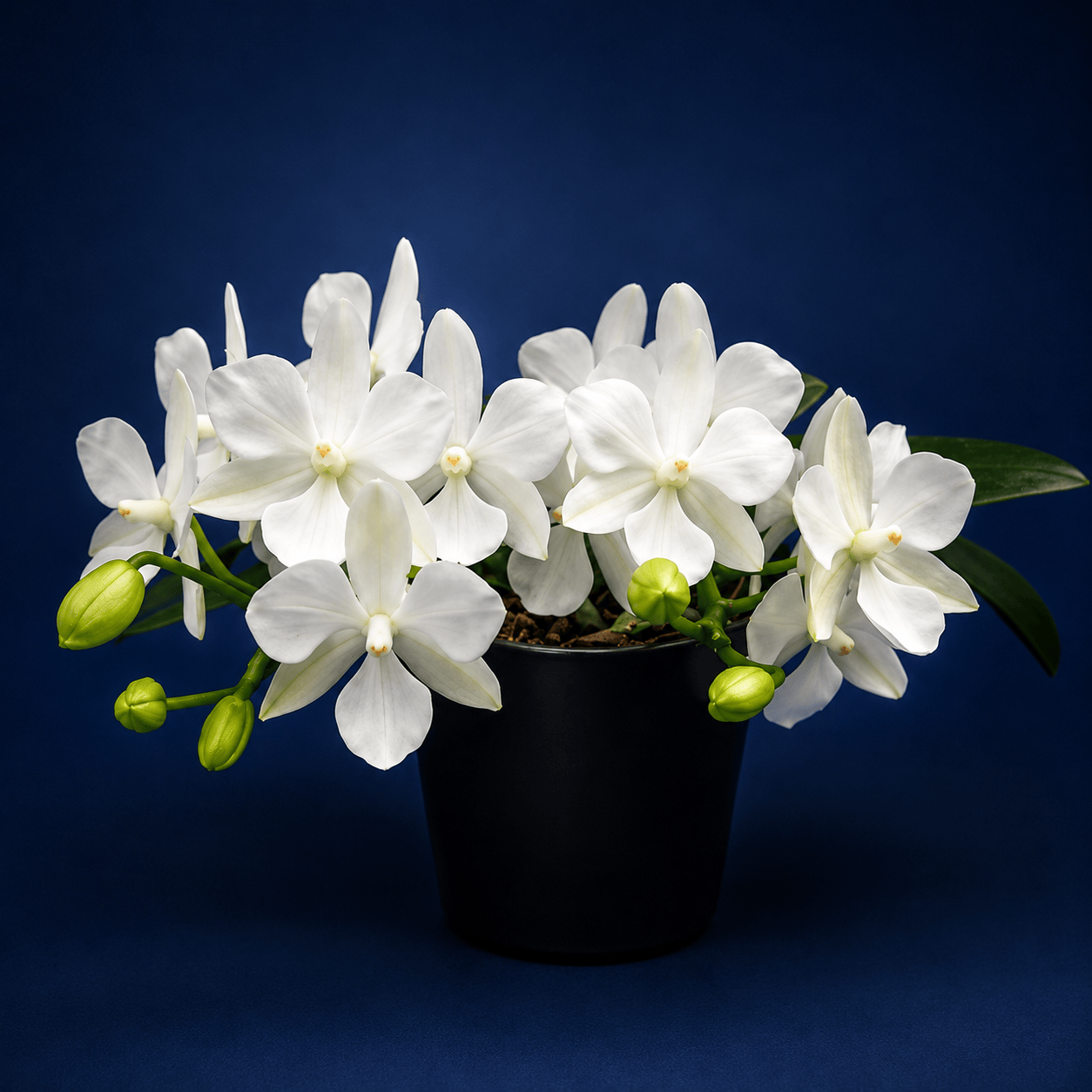 Phalaenopsis King Car Papa Bear - big lip